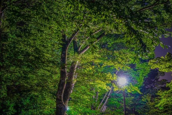 Noche Del Parque Inokashiro Ubicación Del Disparo Tokyo Musashino City —  Fotos de Stock