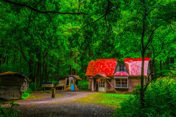 森の中で香港 撮影場所 北海道富良野 — ストック写真