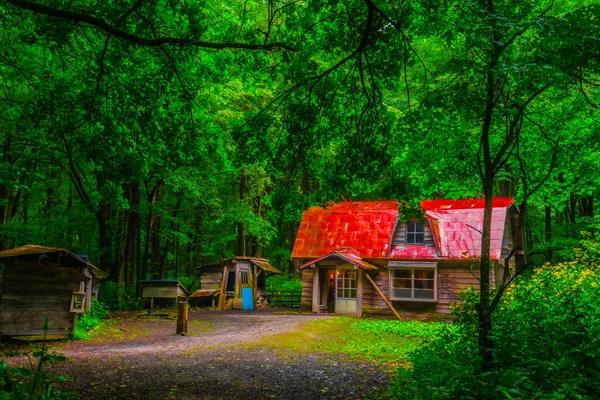 Hong Floresta Localização Tiro Hokkaido Furano — Fotografia de Stock