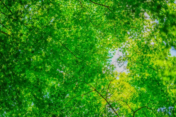 Miji Verde Cielo Azul Ubicación Del Tiroteo Kamakura City Kanagawa —  Fotos de Stock