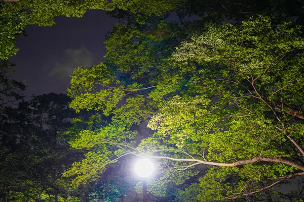 Notte Del Parco Inokashiro Luogo Delle Riprese Tokyo Musashino City — Foto Stock