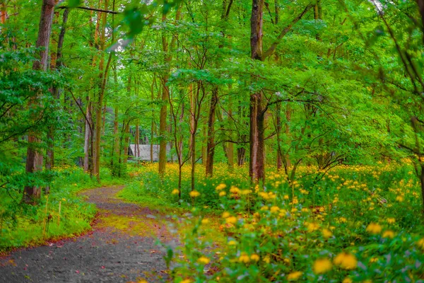 Hong Bosque Ubicación Del Disparo Hokkaido Furano — Foto de Stock