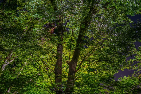 Inokashiro Park Éjszakája Lövöldözés Helye Tokió Musashino City — Stock Fotó