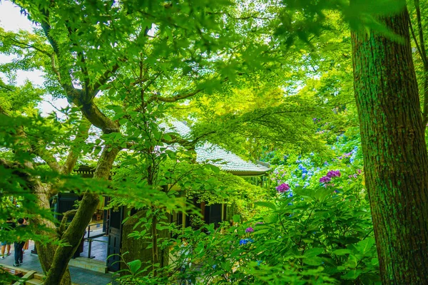 Hydrangea Och Färsk Grön Skog Fotografering Plats Kamakura City Kanagawa — Stockfoto