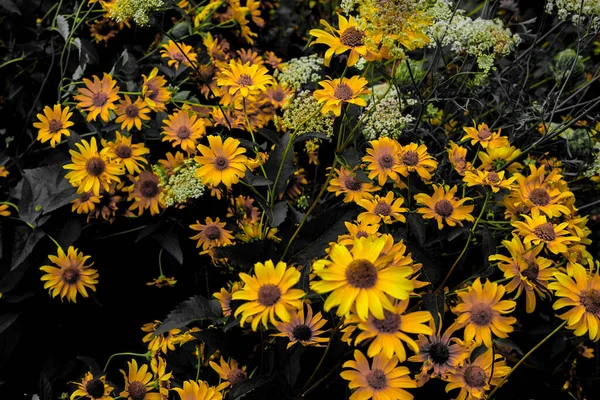 Beautiful Yellow Flower Shooting Location Hokkaido Biei Cho — Stock Photo, Image