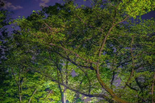 Noite Parque Inokashiro Localização Tiroteio Tokyo Musashino City — Fotografia de Stock