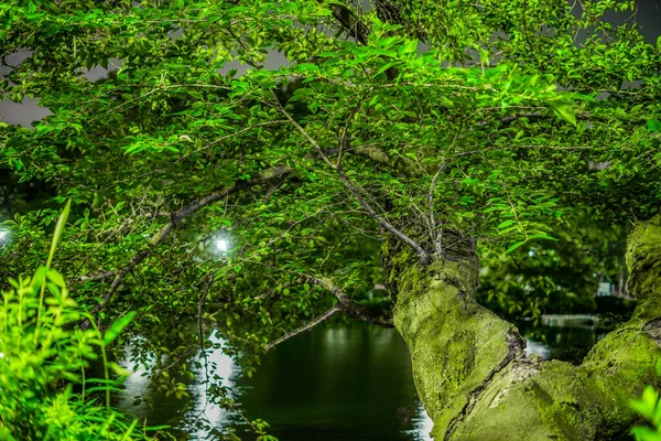 Inokashiro Parkı Nın Gecesi Çekim Yeri Tokyo Musashino Şehri — Stok fotoğraf