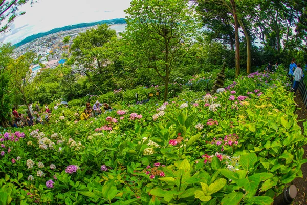 Hortensia Vers Groen Bos Schietplaats Kamakura City Prefectuur Kanagawa — Stockfoto