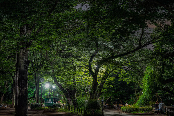 Night of the Inokashiro Park. Shooting Location: Tokyo Musashino City
