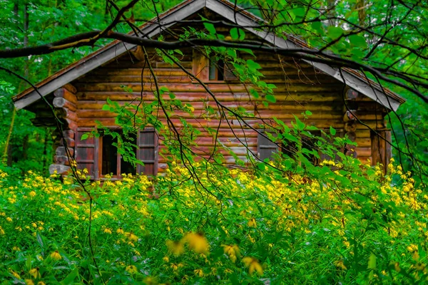 Гонконг Лесу Hokkaido Furano — стокове фото