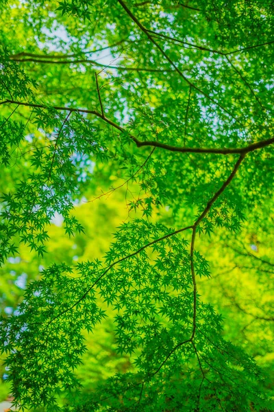 Miji Verde Cielo Azul Ubicación Del Tiroteo Kamakura City Kanagawa —  Fotos de Stock