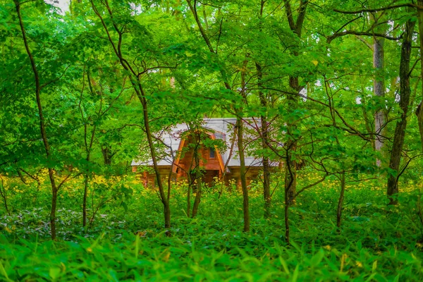 Hong Erdőben Lövöldözés Helye Hokkaido Furano — Stock Fotó