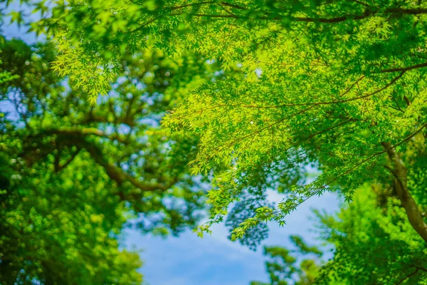 Miji Verde Céu Azul Localização Tiroteio Kamakura City Kanagawa Prefecture — Fotografia de Stock