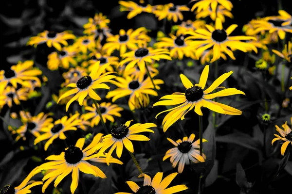 Linda Flor Amarela Localização Tiroteio Hokkaido Biei Cho — Fotografia de Stock