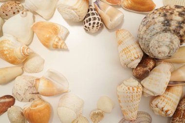 Dağıtılmış deniz kabuğu (metin alanı ile). Çekim yeri: Kamakura Şehri, Kanagawa Bölgesi