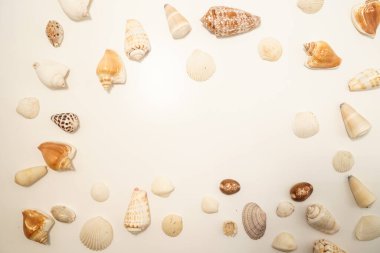 Dağıtılmış deniz kabuğu (metin alanı ile). Çekim yeri: Kamakura Şehri, Kanagawa Bölgesi