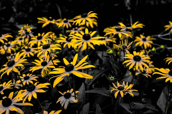 Nádherná Žlutá Květina Místo Střelby Hokkaido Biei Cho — Stock fotografie