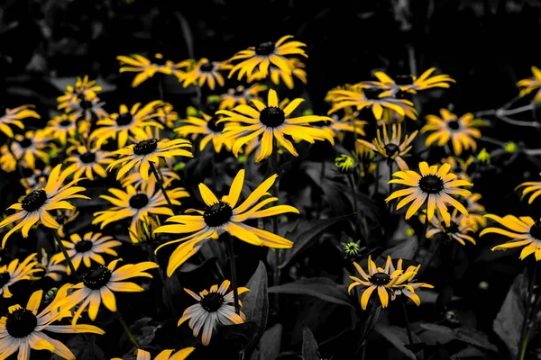 Linda Flor Amarela Localização Tiroteio Hokkaido Biei Cho — Fotografia de Stock