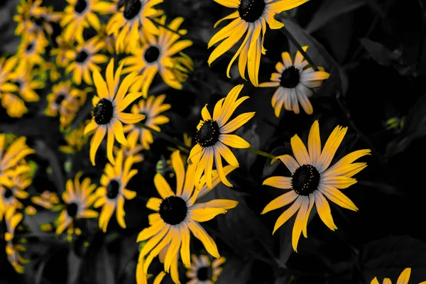 Linda Flor Amarela Localização Tiroteio Hokkaido Biei Cho — Fotografia de Stock