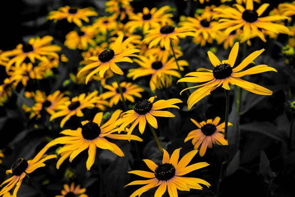 Linda Flor Amarela Localização Tiroteio Hokkaido Biei Cho — Fotografia de Stock