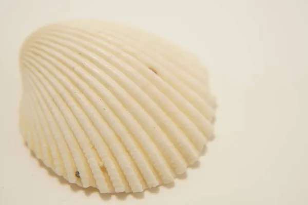 Imagen Shell Limpia Ubicación Del Tiroteo Kamakura City Kanagawa Prefecture — Foto de Stock