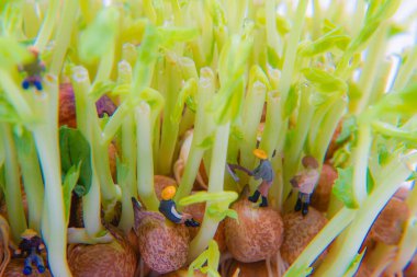 Tohumla çalışan küçük bir adamın resmi. Çekim yeri: Yokohama Şehri Tsurumi Koğuşu