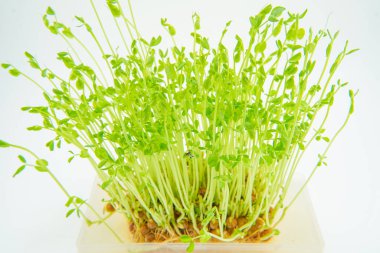 Tohumla çalışan küçük bir adamın resmi. Çekim yeri: Yokohama Şehri Tsurumi Koğuşu