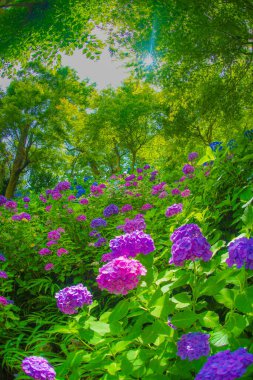 Hydrangea image in June. Shooting Location: Kamakura City, Kanagawa Prefecture