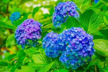 Hydrangea image in June. Shooting Location: Kamakura City, Kanagawa Prefecture