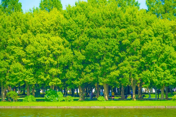 Nuevo Verde Del Parque Mizumoto Ubicación Del Disparo Katsushika Tokyo —  Fotos de Stock