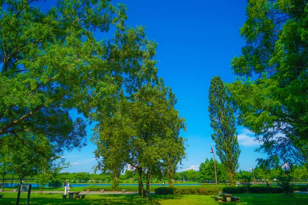 New green of Mizumoto Park. Shooting Location: Katsushika-ku, Tokyo