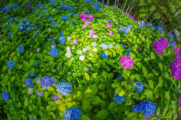 Hydrangea Image June Shooting Location Kamakura City Kanagawa Prefecture — Zdjęcie stockowe