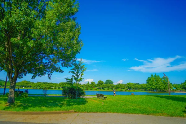 New green of Mizumoto Park. Shooting Location: Katsushika-ku, Tokyo