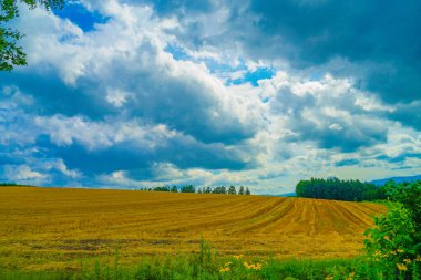 Hokkaido çayır resmi. Çekim Konumu: Hokkaido Biei-cho