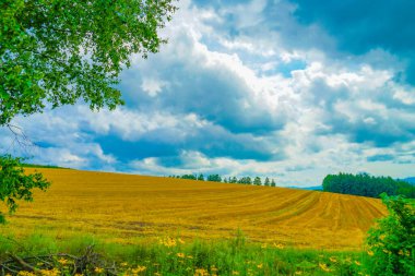 Hokkaido çayır resmi. Çekim Konumu: Hokkaido Biei-cho