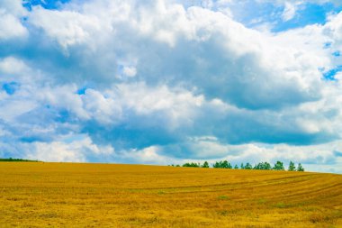 Hokkaido çayır resmi. Çekim Konumu: Hokkaido Biei-cho