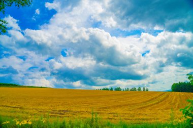 Hokkaido çayır resmi. Çekim Konumu: Hokkaido Biei-cho