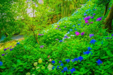 Hydrangea image in June. Shooting Location: Kamakura City, Kanagawa Prefecture