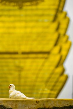 Dove and Grand Lis Bore (Macao). Shooting Location: Macao Special Administration