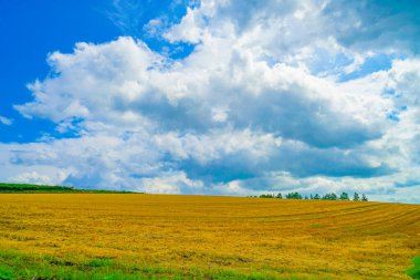 Hokkaido çayır resmi. Çekim Konumu: Hokkaido Biei-cho