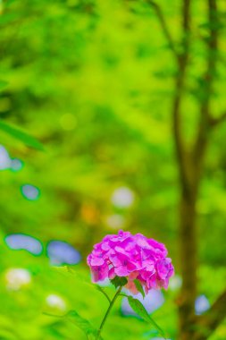Hydrangea image in June. Shooting Location: Kamakura City, Kanagawa Prefecture