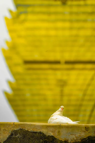 鳩とグラン マカオ 撮影場所 マカオ特別行政区 — ストック写真