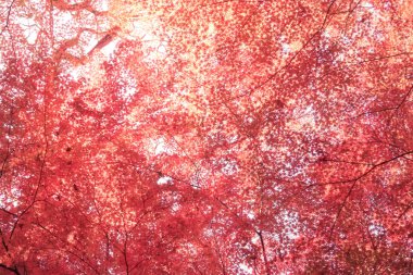 Koishikawa cennetinin sonbahar yaprakları. Çekim yeri: Bunkyo-ku, Tokyo