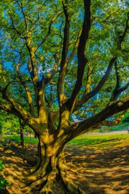 Inos Özel Parkı 'ndan Oki. Çekim yeri: Mitaka Şehri, Tokyo