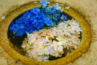 Hasega Tapınağı Ajisai (Haziran). Çekim yeri: Kamakura Şehri, Kanagawa Bölgesi