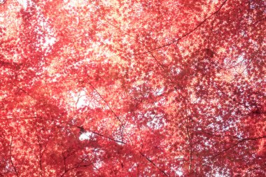 Koishikawa cennetinin sonbahar yaprakları. Çekim yeri: Bunkyo-ku, Tokyo