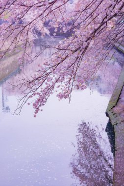 Ookawa Gezinti Alanı kiraz çiçekleri. Çekim yeri: Yokohama-şehir kanagawa ili