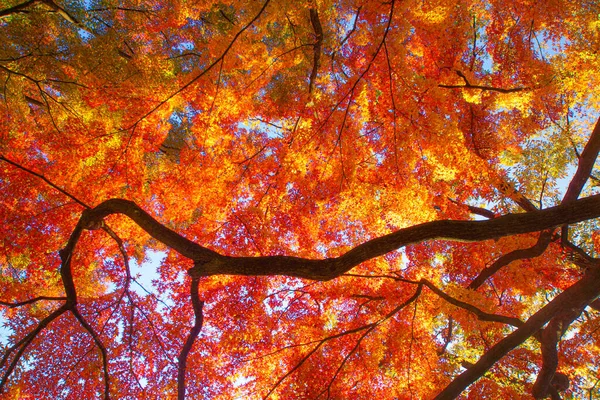 Hojas Otoño Del Paraíso Koishikawa Ubicación Del Disparo Bunkyo Tokyo — Foto de Stock