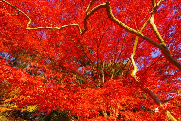 Hojas Otoño Del Paraíso Koishikawa Ubicación Del Disparo Bunkyo Tokyo — Foto de Stock