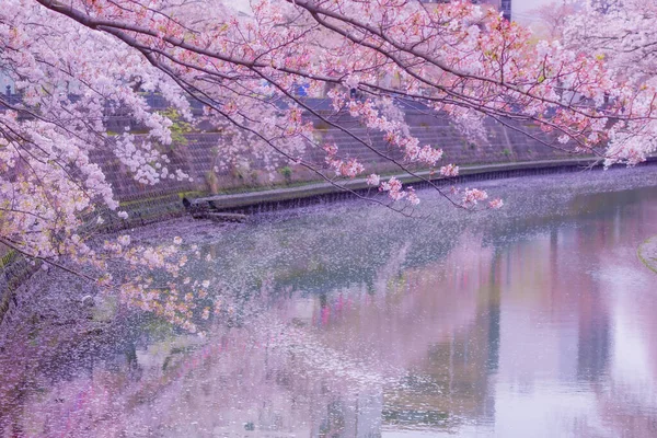 Ookawa Promenáda Třešňové Květy Místo Střelby Prefektura Yokohama City Kanagawa — Stock fotografie